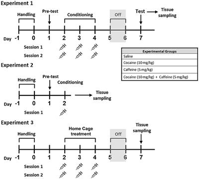 Cocaine and Caffeine Effects on the Conditioned Place Preference Test: Concomitant Changes on Early Genes within the Mouse Prefrontal Cortex and Nucleus Accumbens